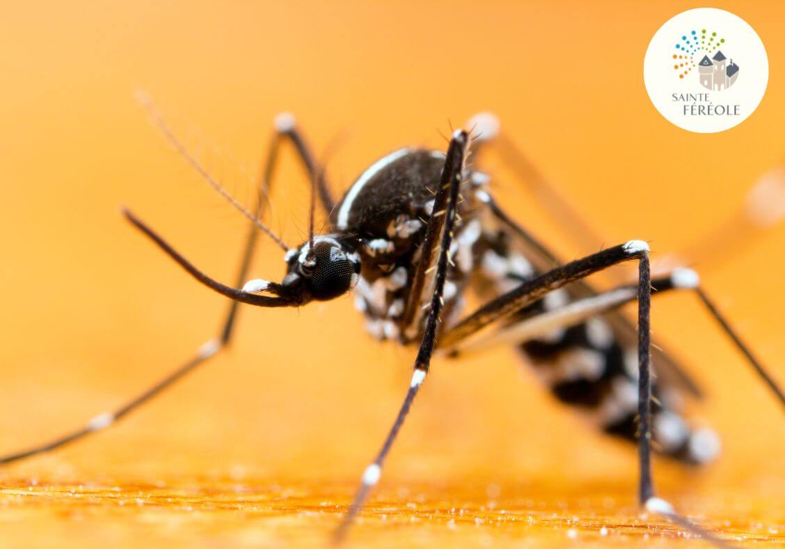 Le moustique tigre (Aedes albopictus) est une espèce invasive de moustique particulièrement nuisante installé en France depuis 2004. Au 1er janvier 2023, il est implanté dans 71 départements (voir les cartes de présence du moustique tigre (Aedes albopictus) en France métropolitaine - Ministère de la Santé et de la Prévention (sante.gouv.fr). Dans certains cas, il peut être vecteur de maladies comme la dengue, le chikungunya et Zika. Les autorités sanitaires suivent donc avec attention l’extension de son implantation.