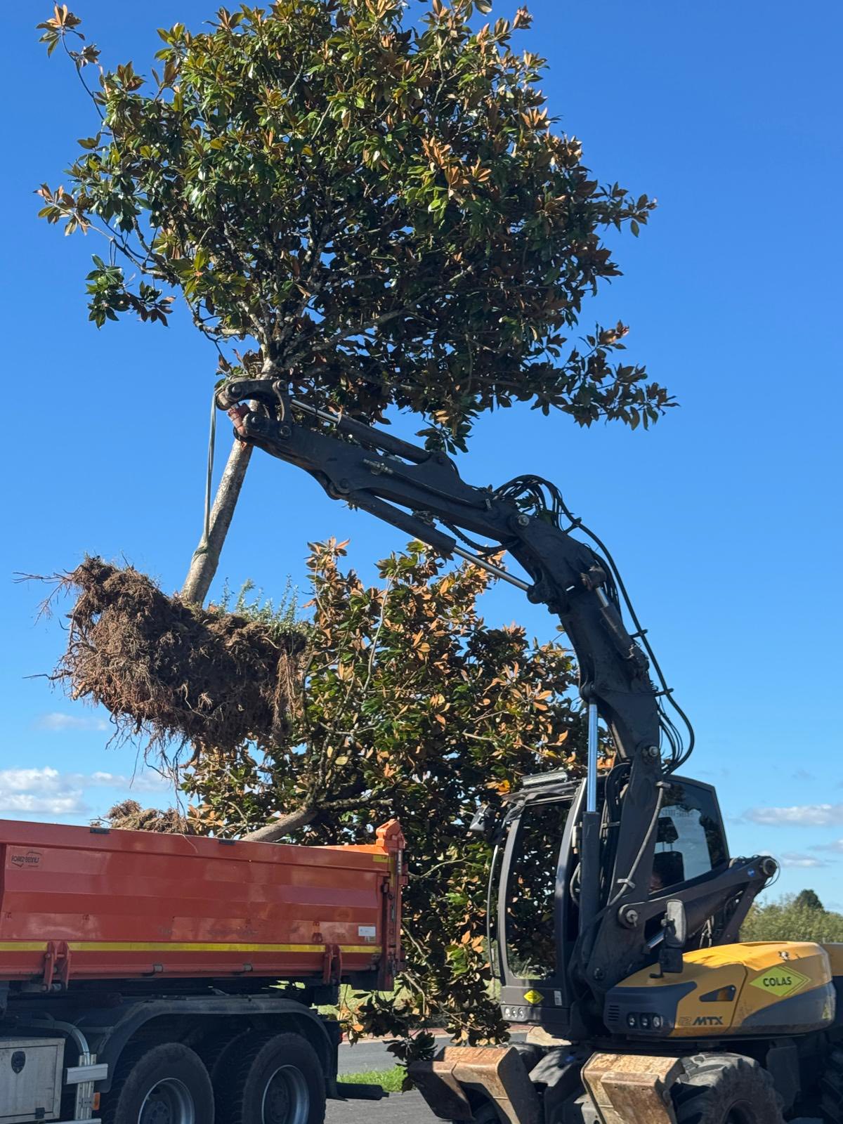 Les travaux de réaménagement de la place Chaumeil ont débuté . Les végétaux ont été préservés récupères et replantés à l’instar des magnolias sitôt arrachés sitôt replantés par l’équipe technique, 3 à la piscine 🏊🏼 et 1 aux abords du stade ! Tous les arbustes, rosiers, buis, spirées sont récupérés et seront replantés dans les espaces verts de la commune.