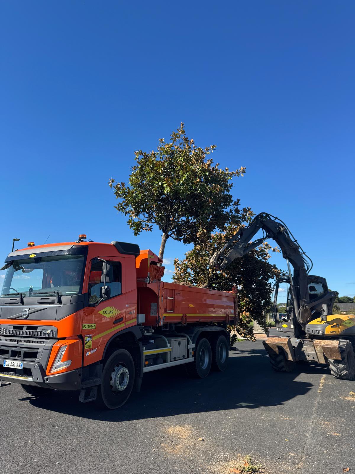 Les travaux de réaménagement de la place Chaumeil ont débuté . Les végétaux ont été préservés récupères et replantés à l’instar des magnolias sitôt arrachés sitôt replantés par l’équipe technique, 3 à la piscine 🏊🏼 et 1 aux abords du stade ! Tous les arbustes, rosiers, buis, spirées sont récupérés et seront replantés dans les espaces verts de la commune.